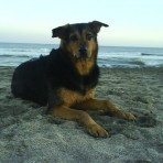 Niuke